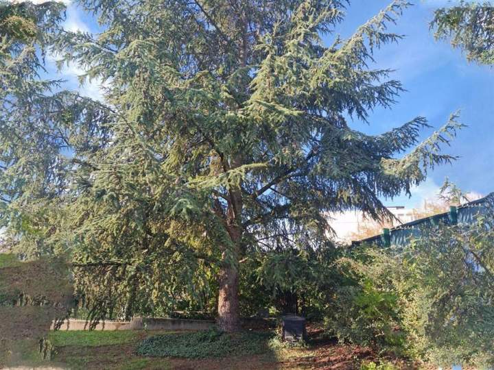 Abattage d’arbres Nancy