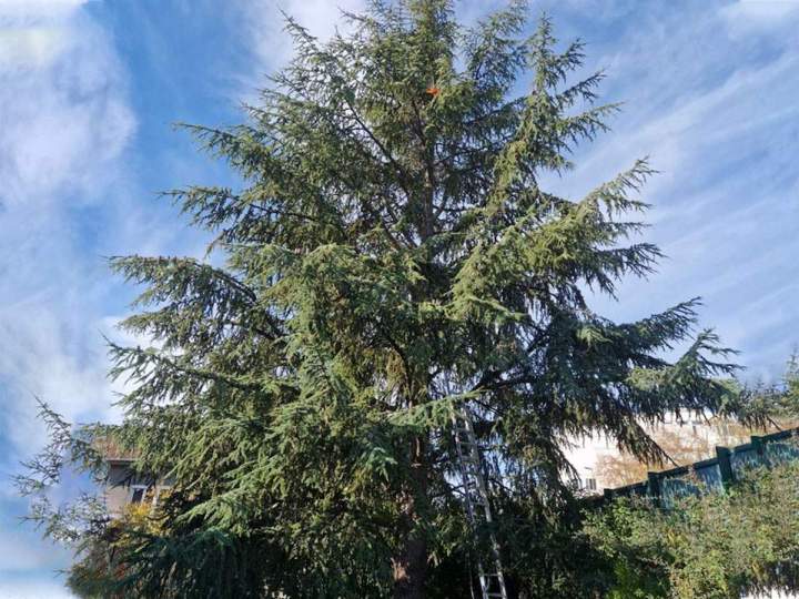 Travaux d’abattage d’arbres Nancy