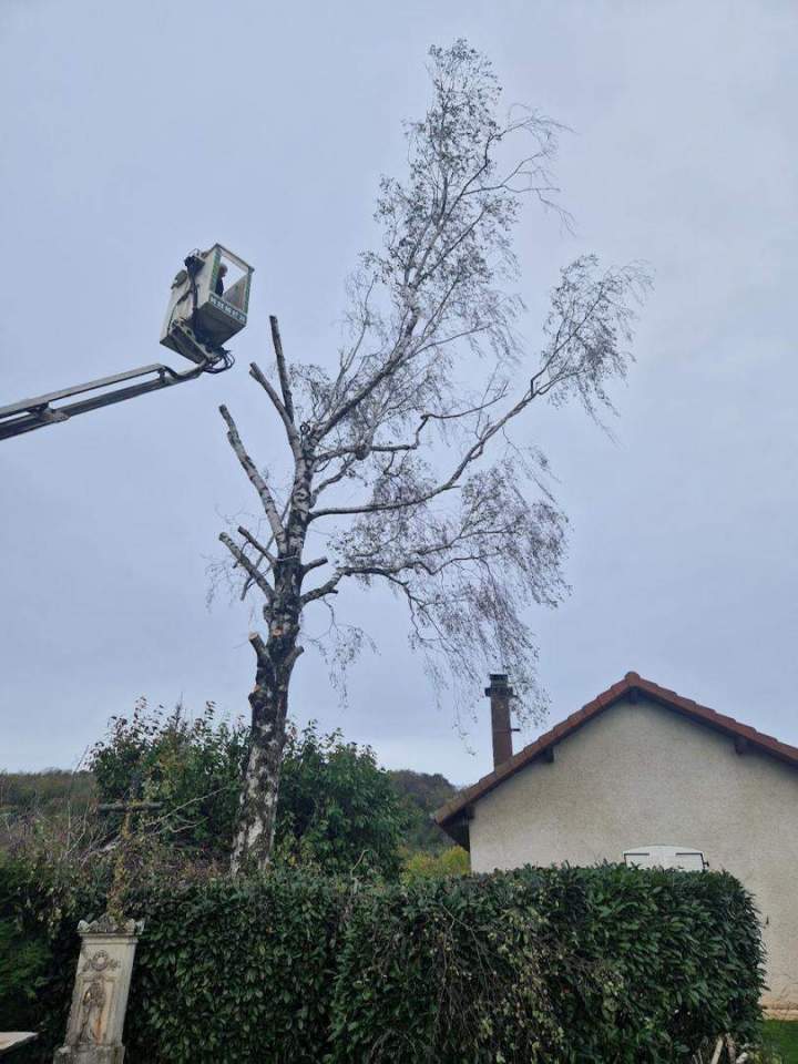 Abattage d’arbres Nancy