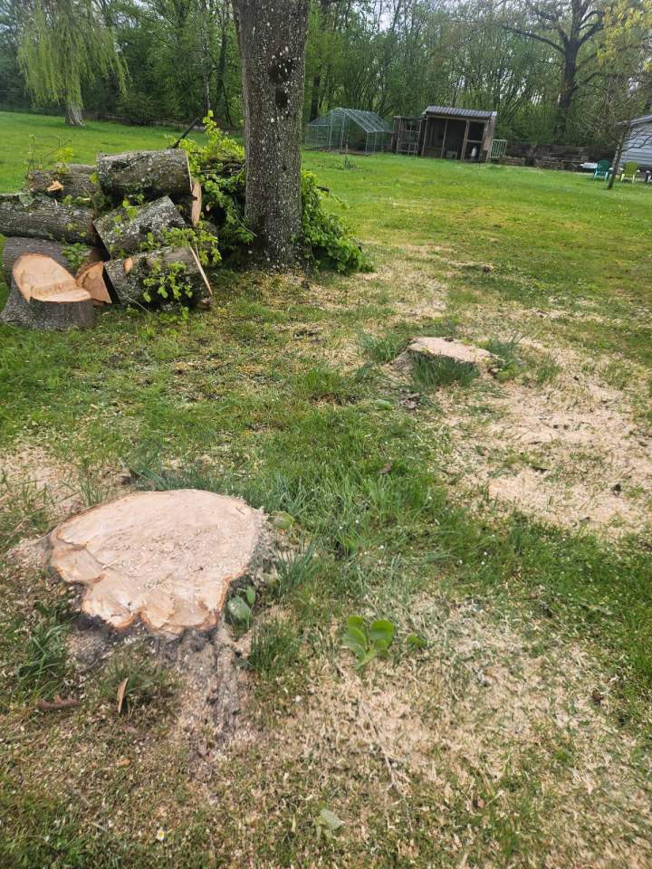 Travaux d’abattage d’arbres Nancy