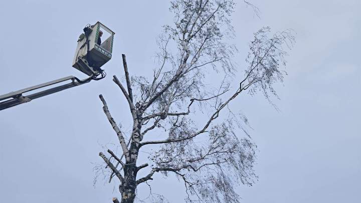 Taille de haie Nancy